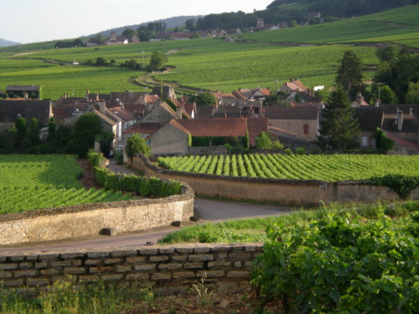 VIGNES
